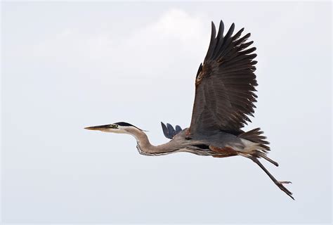 Check spelling or type a new query. Great Blue Heron In Flight Photograph by Vidhya Narayanan