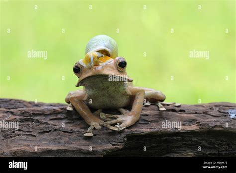 Top View Frog Hi Res Stock Photography And Images Alamy