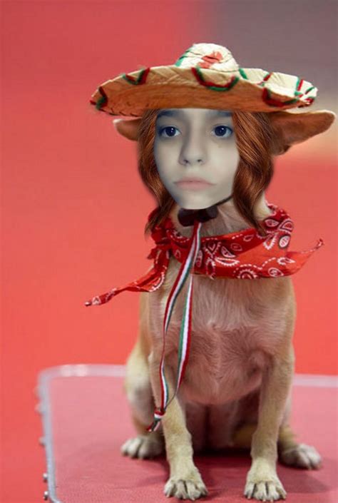 Create Meme A Dog In A Sombrero Meme Chihuahua Chihuahua In A