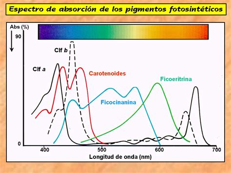Cousas de Bioloxía Espectro absorcion elementos fotosinteticos y