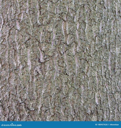 Closeup Of Old Beech Tree Bark Stock Photo Image Of Grey Closeup