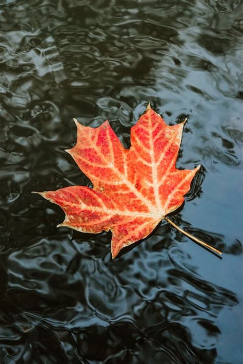 Red Maple Leaf On Water · Free Stock Photo