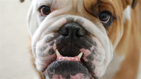 57 English Bulldog Acne Treatment Photo Bleumoonproductions