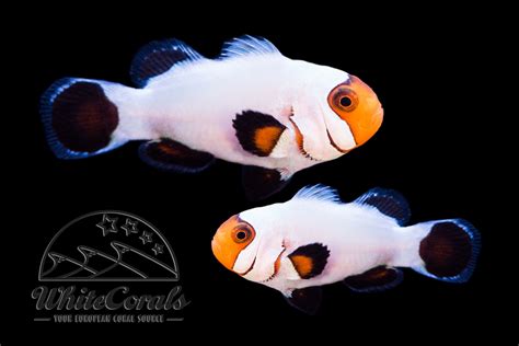 Check spelling or type a new query. Amphiprion ocellaris - Wyoming White Clownfisch (Pair ...