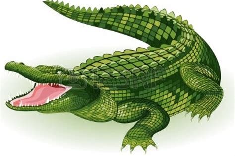 Crocodile 0 Images About Gators On Alligators Clip Art And 3 Clipartix