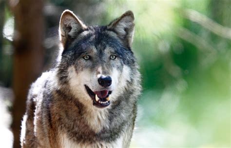 Tierpark Hellabrunn: Eurasian Wolf