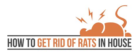 Facts About Home Rats How To Get Rid Of Rats In House