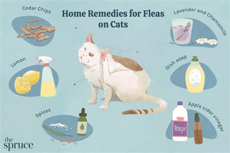 6 Home Remedies For Fleas On Cats
