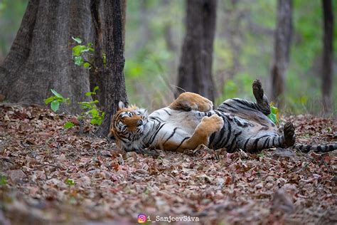 Tiger Courtship Sanjeev Siva