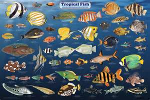 Tropical fish All information about the animals.