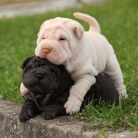 Shirk Your Work Share These Pictures Of Shar Pei Puppies