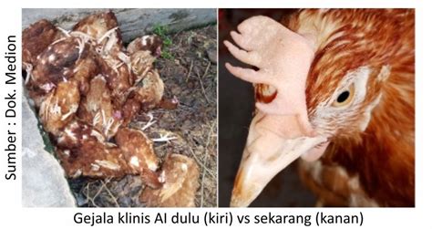 Deteksi Dini Avian Influenza Terkini Pt Medion Ardhika Bhakti