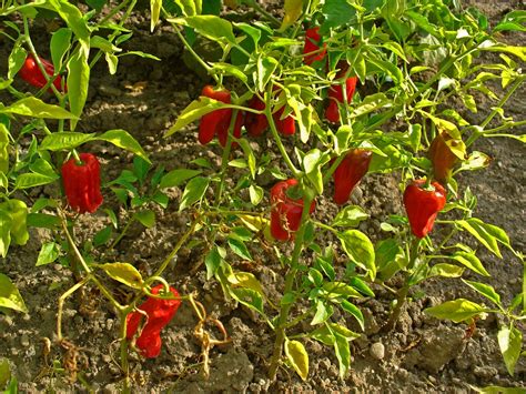 Capsicum Annuum Cayenne Pepper Cayenne Peppers Chili Pepper Chili