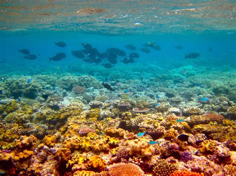 Offering an incredibly unique and spectacular natural environment, the great barrier reef is not only a popular holiday destination for australians but drawn thousands of visitors from all over the world year after year. Beyond Gorgeous: Great Barrier Reef (46 PICS)