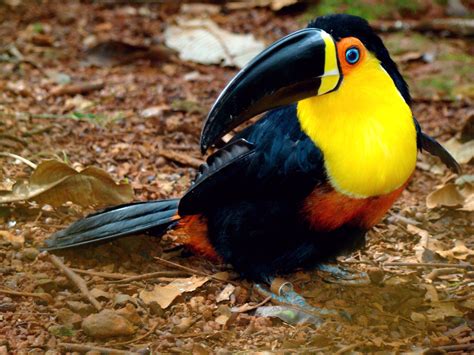 Ramphastos Vitellinus Ariel Toucans Pet Birds Most Beautiful Birds