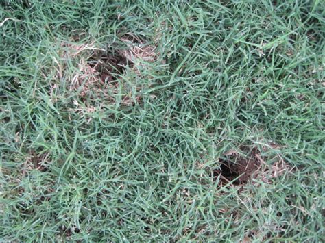 How To Stop Moles From Digging Holes In My Yard Bug Bombs For Bed Bugs