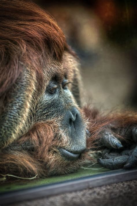 Pongo By Tomas Piller 500px Orangutan Monkey World Primates