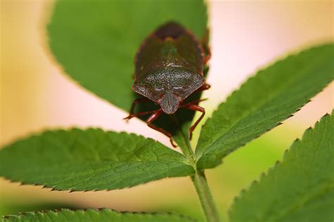 How To Get Rid Of Marmorated Stink Bugs Urban Hawks