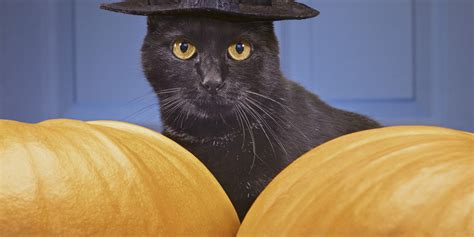Heres Some Creepy Cats For Halloween Huffpost