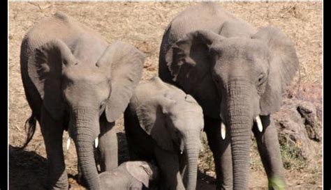 Sesenta Elefantes Comiendo Frutas Al Mismo Tiempo