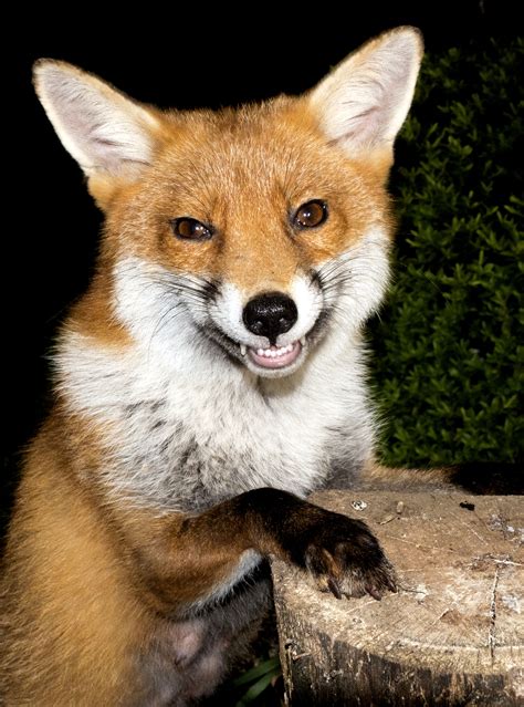 Smile Youre On Camera Grinning Fox Has No Regrets After