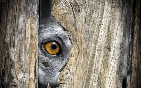 Wallpaper Animals Eyes Nature Wood Closeup Wildlife Zoo Head