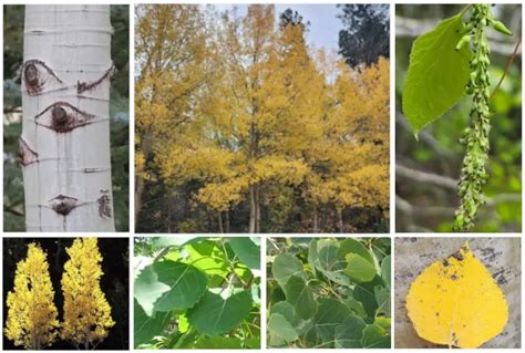 5 Different Types Of Aspen Trees And Their Identifying Features