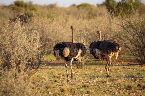 Two Ostriches Running On The African Savannah Stock Image Image Of