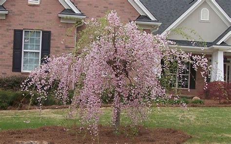 30+ varieties of flowering cherry tree suitable for small gardens. Pink Weeping Cherry Tree, fast growing, low water, sun ...