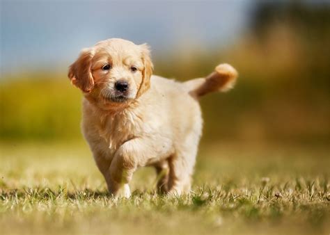A Guide To Puppy Breeds Golden Retrievers — The Puppy Academy