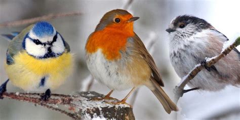 10 British Garden Birds Britain And Britishness