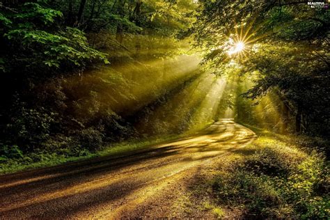 Forest Rays Of The Sun Summer Way Beautiful Views Wallpapers