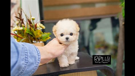 Adorable Cream Poodle Loving Personality~ Abigale Rolly Teacup