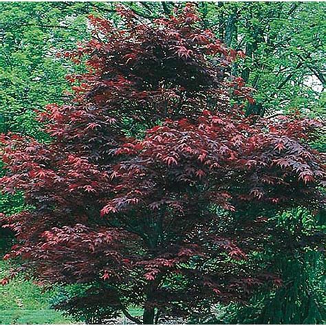 Shop 55 Gallon Dwarf Red Japanese Maple Feature Tree L17076 At