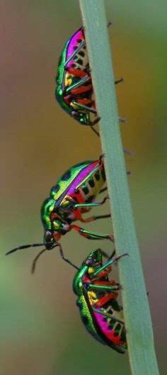 Brightly Colored Insects Misstiigri Pctr Up