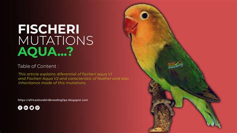 Fischeri Aqua African Lovebirds Mutations African Lovebird Mutation