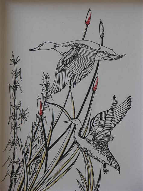 Pair Of Ducks Drawing By Ghosh Bose Fine Art America