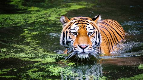 Tiger In Zoo Wallpapers Hd Wallpapers Id 21060