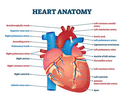 Heart Anatomy Labeling