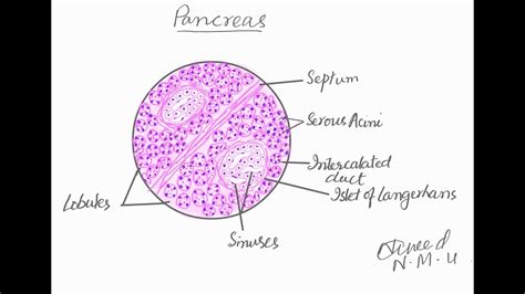 Learn To Draw Histological Diagram Of Pancreas Youtube