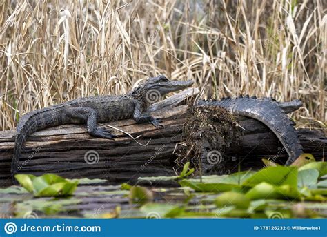 Young American Alligators Basking On A Long In Minnies Lake Okefenokee