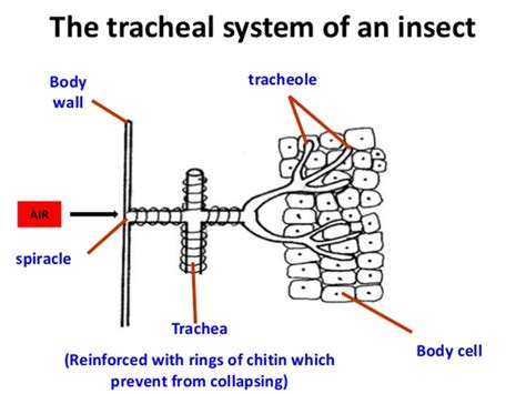 The trachea of insects is the gas exchange site for muscles enabling flight and directed movement. AS-STUDYPEACH