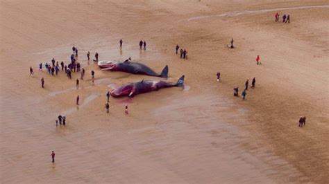 Sperm Whale Deaths Fifth Whale Washes Up In Lincolnshire Bbc News