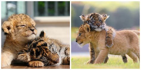 This Baby Tiger And Lion Cubs Friendship Has Melted The Internets Hearts