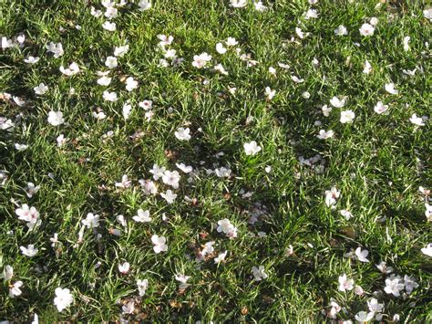 We did not find results for: White Flowers on Grass | By Sherrie Thai of ...