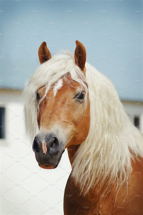 Palomino Horse Portrait Animal Stock Photos ~ Creative Market