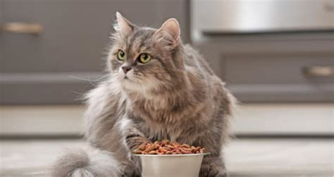 They also prefer to drink running water or at the least, fresh water from a metal bowl rather than plastic. My Cat Won't Eat But Will Drink Water | PetCoach