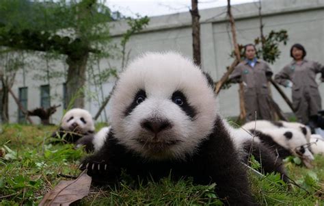 The New Born Panda Cubs Of 2017 Make First Public Debut In Sw China115