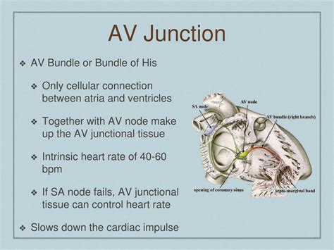 Ppt Basic Cardiology Powerpoint Presentation Free Download Id612474