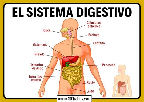 Acuario C Smico Papel Imagenes De Las Partes Del Sistema Digestivo